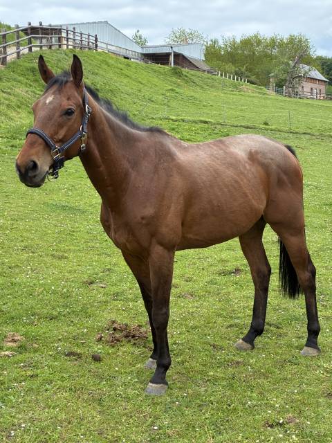 Pur-sang irlandais hongre 