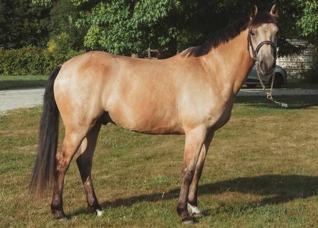 Poney maître d’école pour enfants