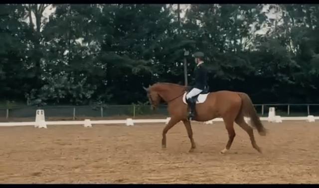 Cheval à valoriser 