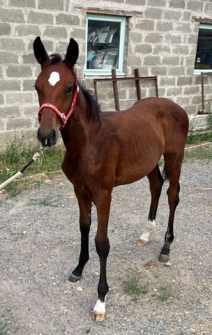 Poulain sport