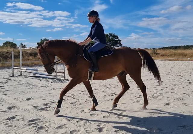 Cheval pour balade et loisirs