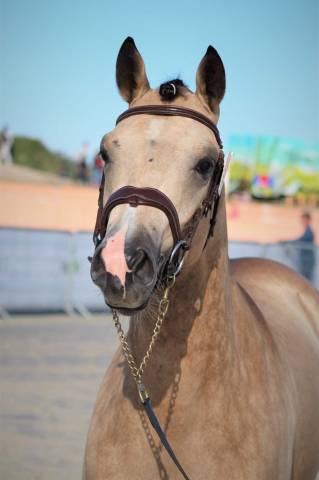 Poney 6 ans pfs
