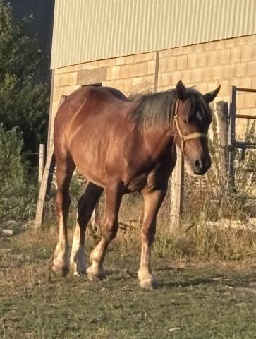 Pouliche demi trait