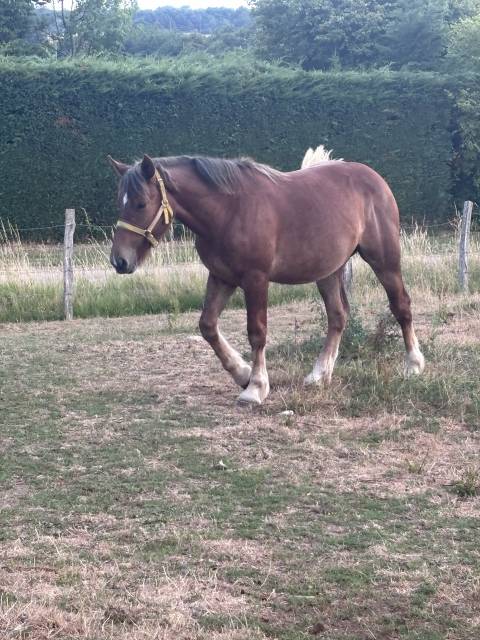 Pouliche demi trait