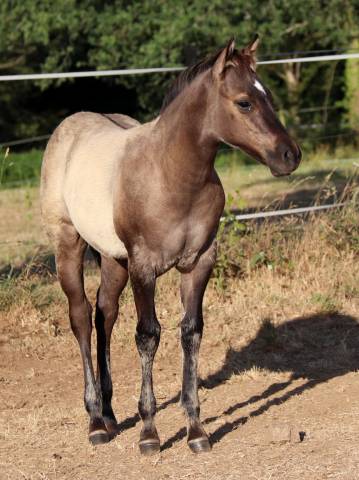 Chill - poulain grullo solid lignée ranch/reining