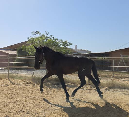 Poulain pre pure race espagnole a vendre 2024 noir par nelson xiii