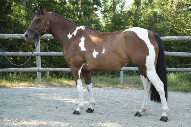 Jument 4 ans paint horse pp