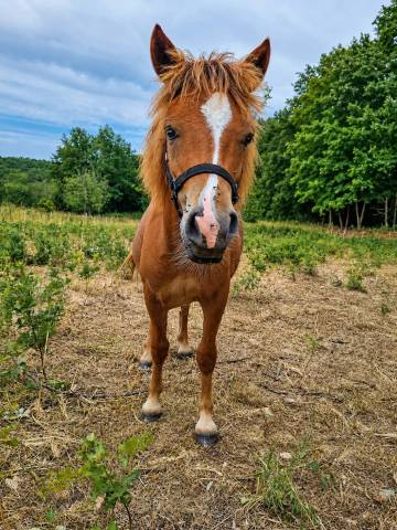 Poulain type shetland oc