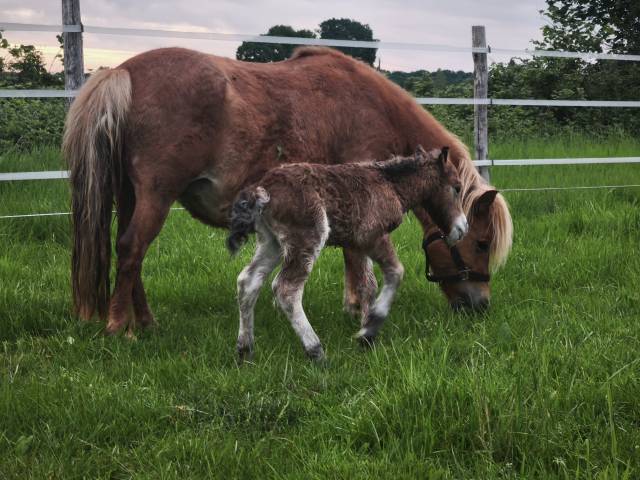 Ponette shetland