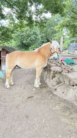 Haflinger pp