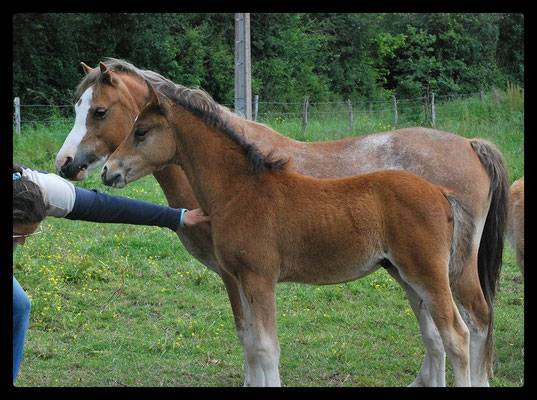 Foal male poney - futur d - quite easy