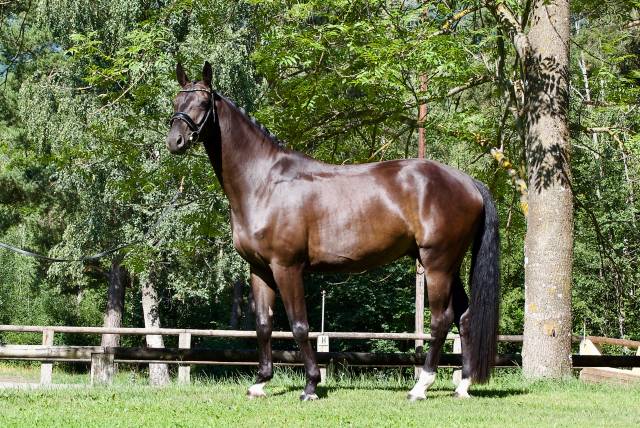 Hongre - dsp  - 5 ans - dressage / polyvalent - france