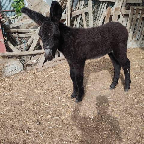 Baudet du poitou