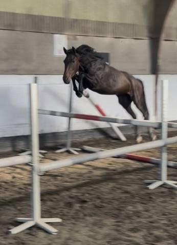 Poney new forest de 3 ans