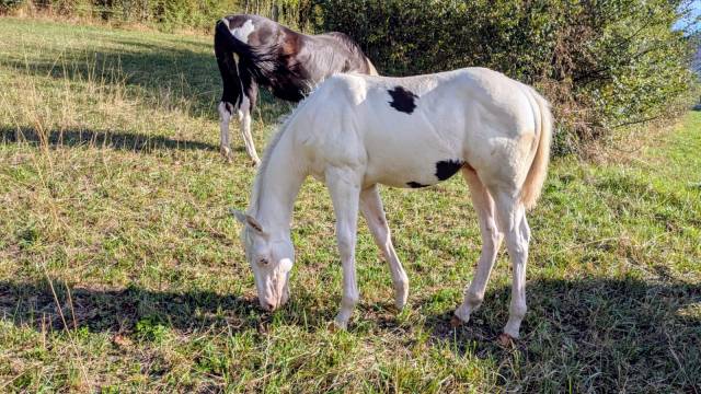 Poulain paint horse