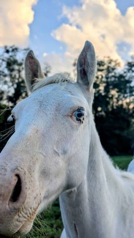 Poulain paint horse