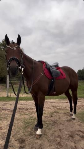 Vente cheval 166 hongre