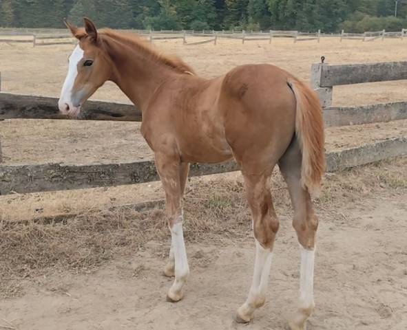 Foal mâle a réserver.