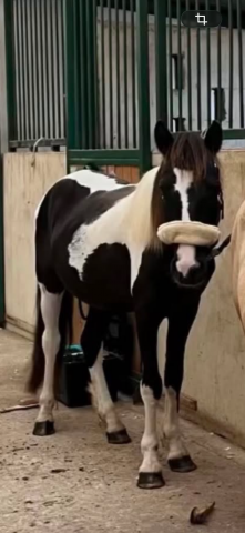 Poney à vendre de 6 ans à finir de former