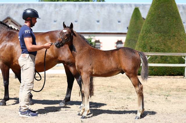 Très beau poulain pfs