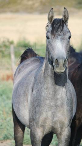 Superbe poulain 