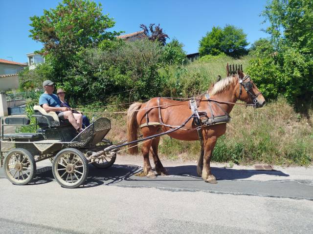 Margot, jument comtoise pp