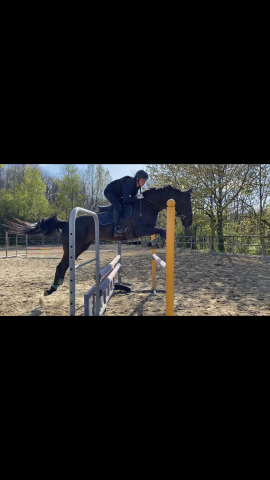 Cheval à vendre sorti en complet, cso 