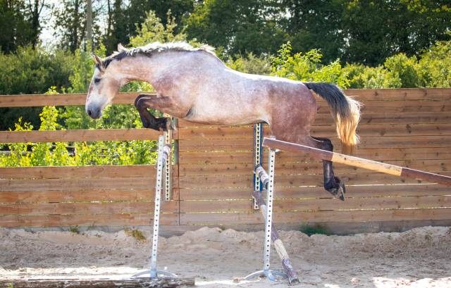 Hongre 4 ans, force, sang et moyens