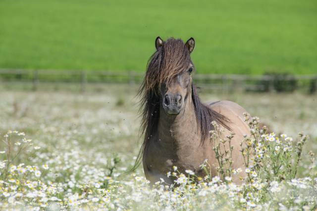 Poulinière shetland intermédiaire pp, 9 ans, bai dun