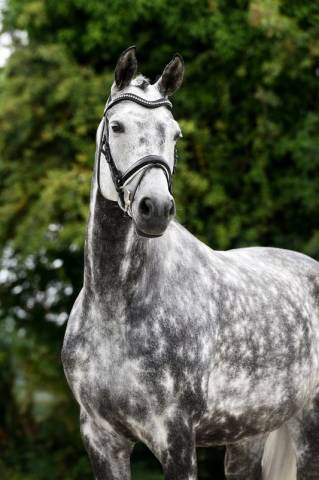Jument hannoveraner dressage 8 ans