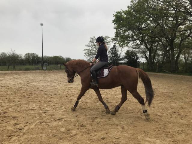 Cheval de loisir sf
