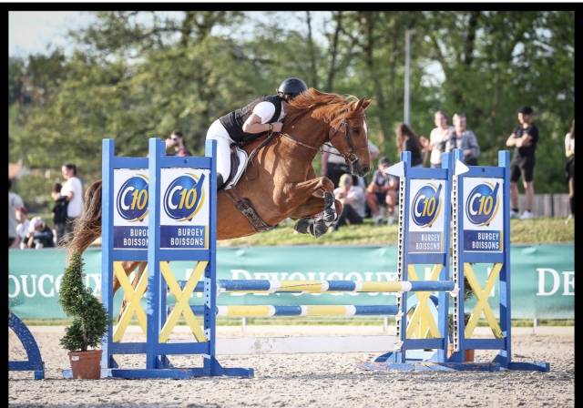 Hongre oc de 6ans, alezan, sf en club 2 cso et cce