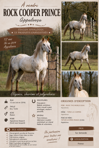 étalon appaloosa