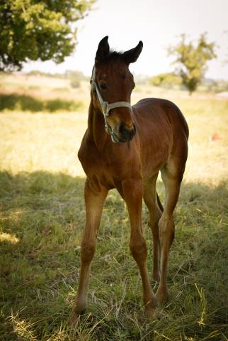 Foal femelle zangersheide