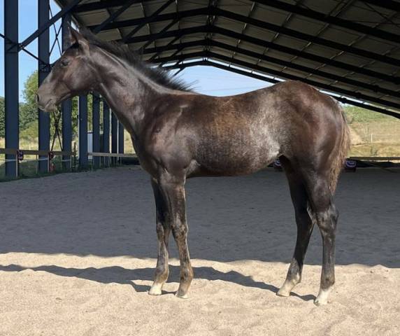 One tito for beth - aqha filly blue roan rabicano