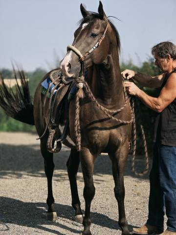 Cheval western paint 