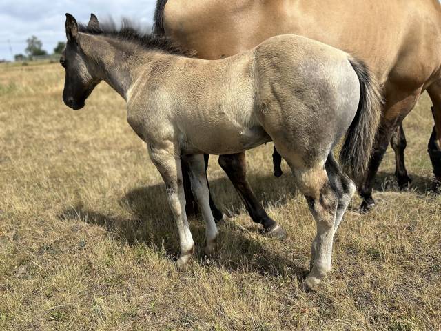 Poulain aqha grullo 2026