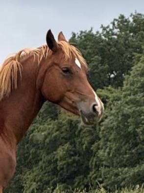 Magnifique ponette d de sport