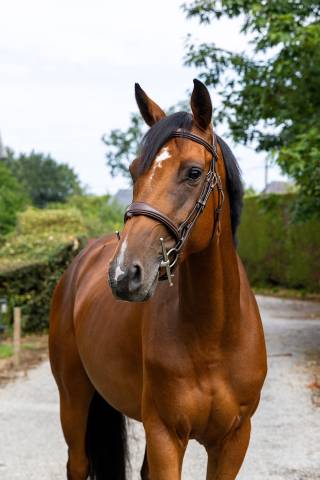Jument 5 ans idéale amateur 1 / élite