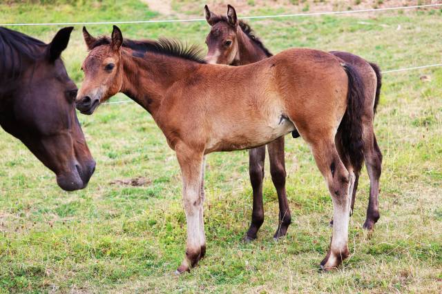 Foal mâle connemara