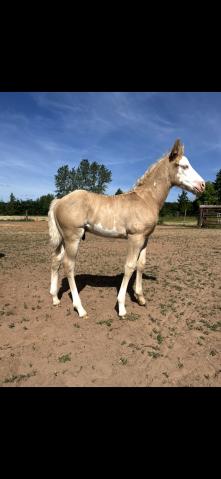 Poulain paint horse pp