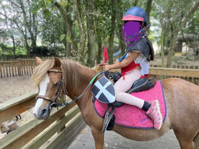 Ponette type welsh