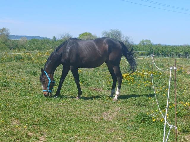 A vendre pur sang, 4ans, baie brûlée