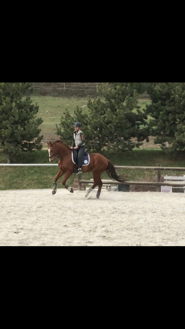 Hongre sf 13 ans
