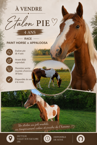 Etalon pie paint horse x appaloosa
