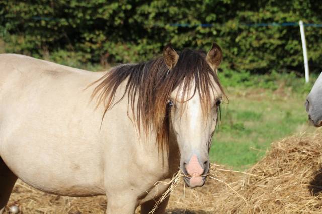 Poney oc