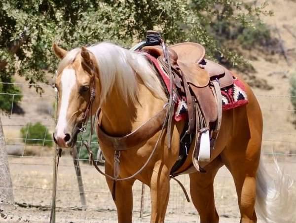 6-year-old • 15-hand golden palomino gelding