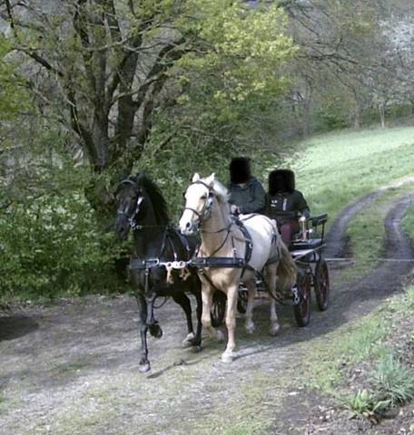 à vendre : rare paire de chevaux espagnols en attelage