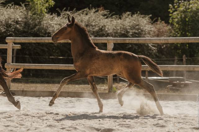 Poulain pur-sang lusitanien selectionné france dressage
