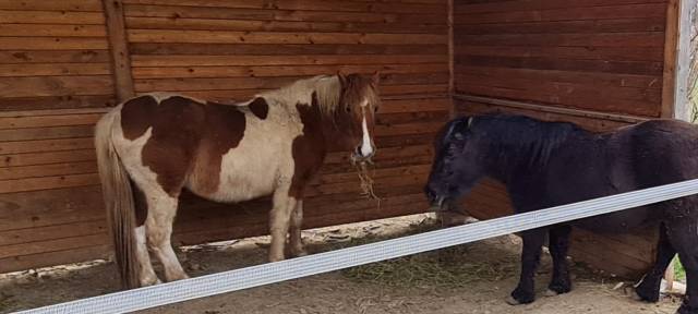 Poneys hongre oc et onc
